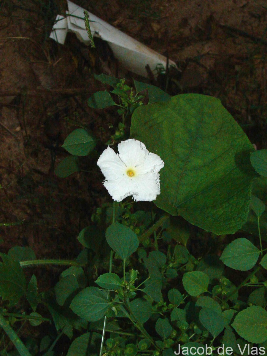 Trichosanthes scabra Lour.